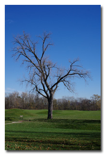 A barren tree amongst the mounds -- click to enlarge