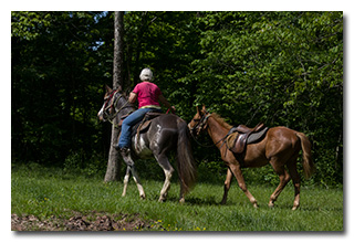 Horses and a horseman -- click to enlarge