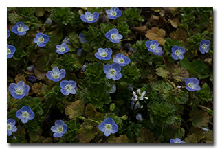Unidentified but pretty blue flowers
