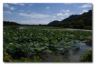 A view of the open water ponds -- click to enlarge
