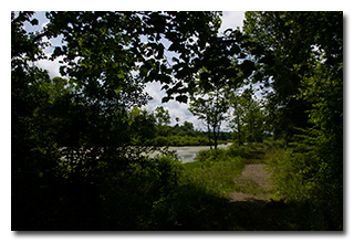 A view of the wetland -- click to enlarge