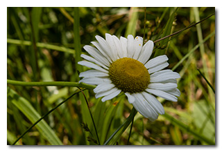 A daisy -- click to enlarge