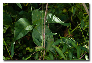Poison Ivy -- click to enlarge