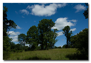 A view of the meadow -- click to enlarge