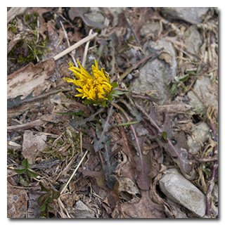 Life will find a way: a dandelion struggling to survive in Ohio in the middle of January -- click to enlarge