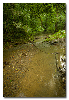 The Burbling Brook -- click to enlarge