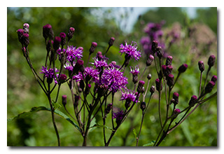 Wildflowers -- click to enlarge