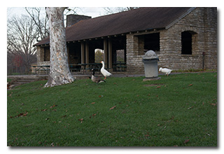 geese at the stone picnic shelter