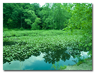 Wetlands