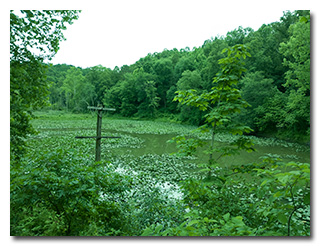 Wetlands