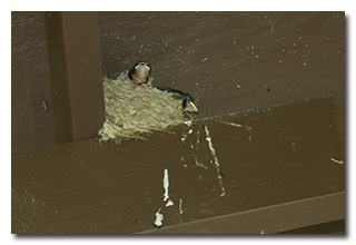 baby swallows