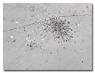 swallow droppings