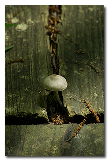 Mushroom