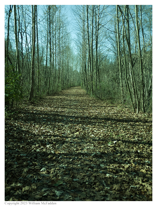 The leaf-covered trail