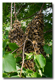 A swarm of bees -- click to enlarge