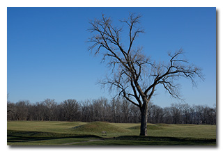 The bare cottonwood tree -- click to enlarge