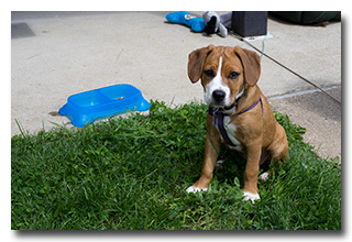 Kate's puppy, Bo -- click to enlarge