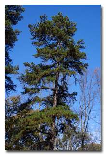 A tree and blue sky -- click to enlarge
