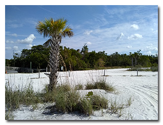 Palm tree on the beach at Lovers Key State Park -- click to enlarge