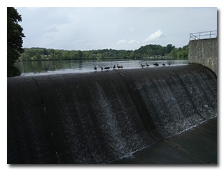 Geese playing on the spillway -- click to enlarge