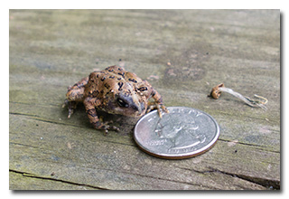 A beautiful small toad-- click to enlarge