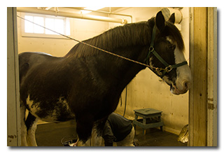 Colin, a Clydesdale