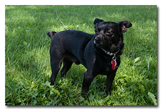 Little dog Theo -- click to enlarge