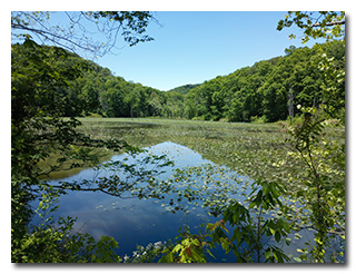 The pond at Bear Hollow