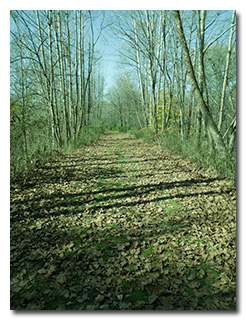 Leaf-covered trail