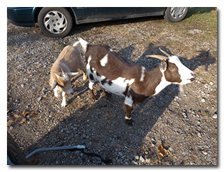 Eric and Theo were visited by goats.