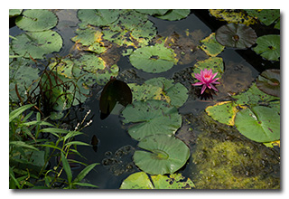 A flowering lilypad on Lake Logan