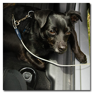 Little Theo-dog resting in the car -- click to enlarge