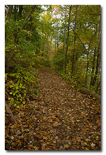 Along the Hickory Trail