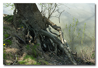 Gnarled roots overhanging the Muskingum