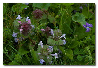 Wildflowers on the island between the lock-canal and the Muskingum River