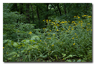 Wildflowers -- click to enlarge