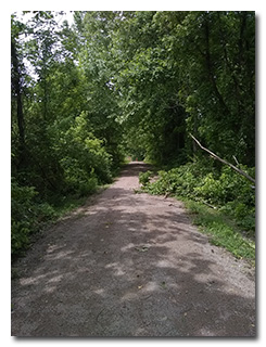 One of the many fallen trees along the Moonville Rail Trail