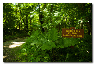 A Burches Run WMA sign -- click to enlarge