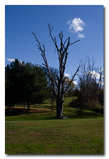 A bare tree -- click to enlarge