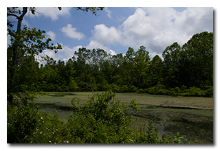 A view of the wetland -- click to enlarge