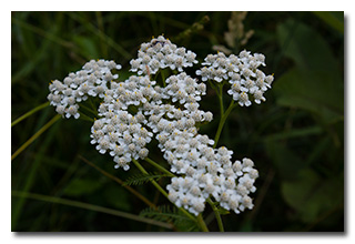 Queen Anne's Lace -- click to enlarge