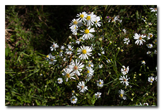 Flowers -- click to enlarge
