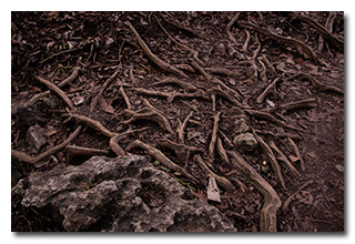 Roots and Stone -- click to enlarge