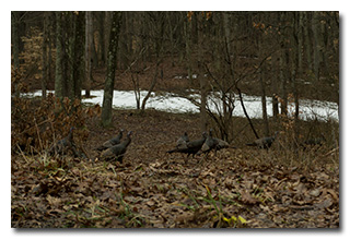 A Rafter of Turkeys -- click to enlarge