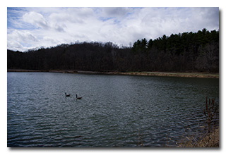 Geese on the pond -- click to enlarge