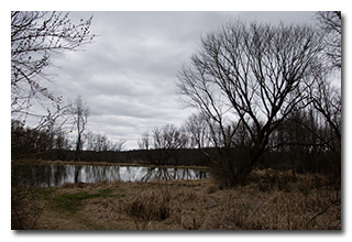 A view of the marsh -- click to enlarge