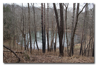 Overlooking a small pond through the site of a controlled-burn -- click to enlarge