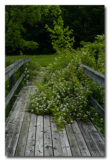 The poorly-maintained fishing pier -- click to enlarge