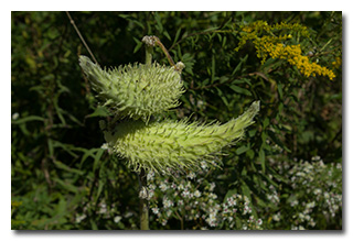 Milkweed -- click to enlarge