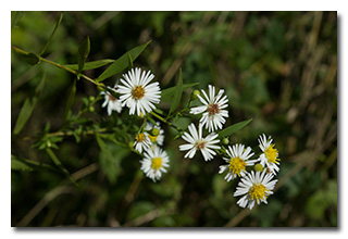 unidentified white flowers -- click to enlarge
